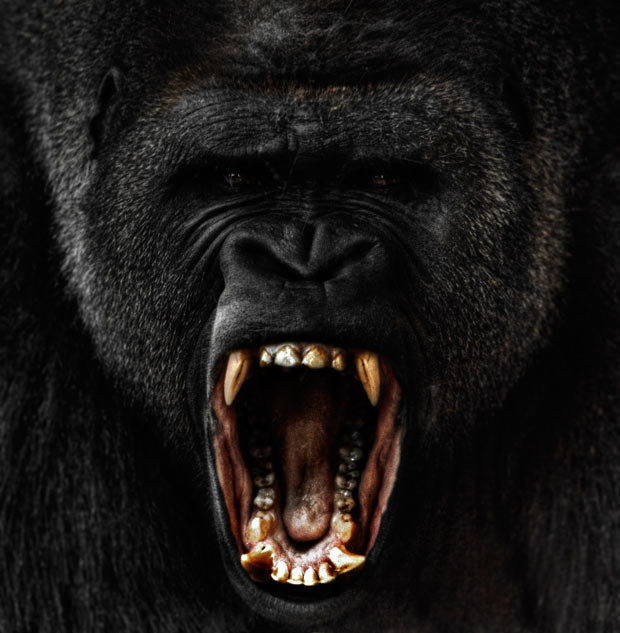 angry-gorilla_2042055i
