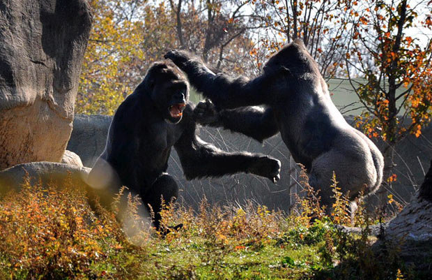 Photos-Of-Gorilla-Fighting-3